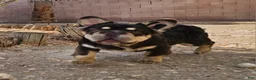French Bulldog dogs for sale: French Bulldog Puppy 1 - Ad 13