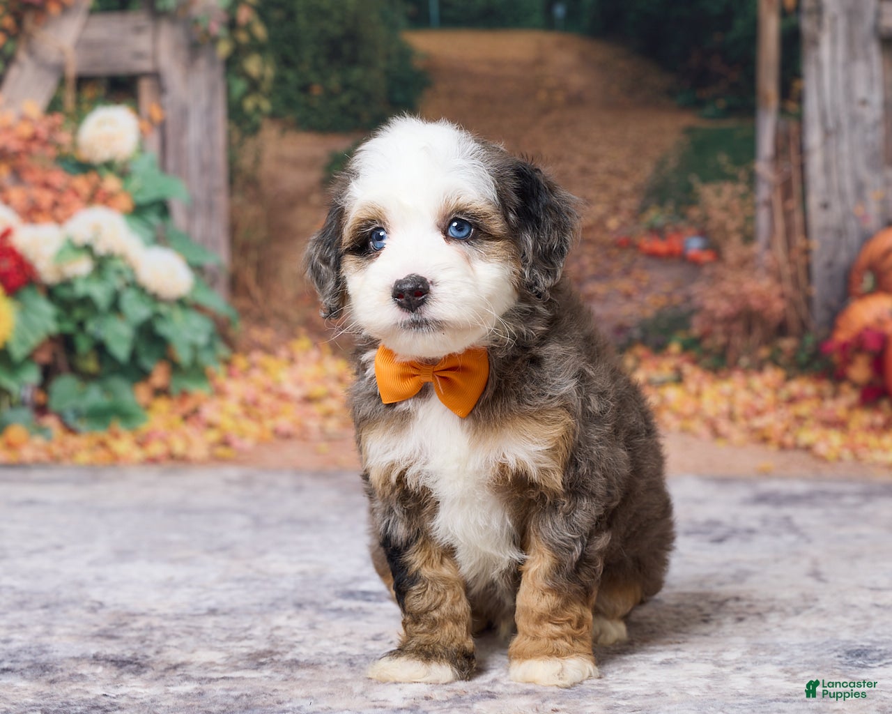 Bernedoodle dogs Kobe - Ad 2