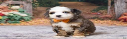 Bernedoodle dogs for sale: Kobe - Ad 2