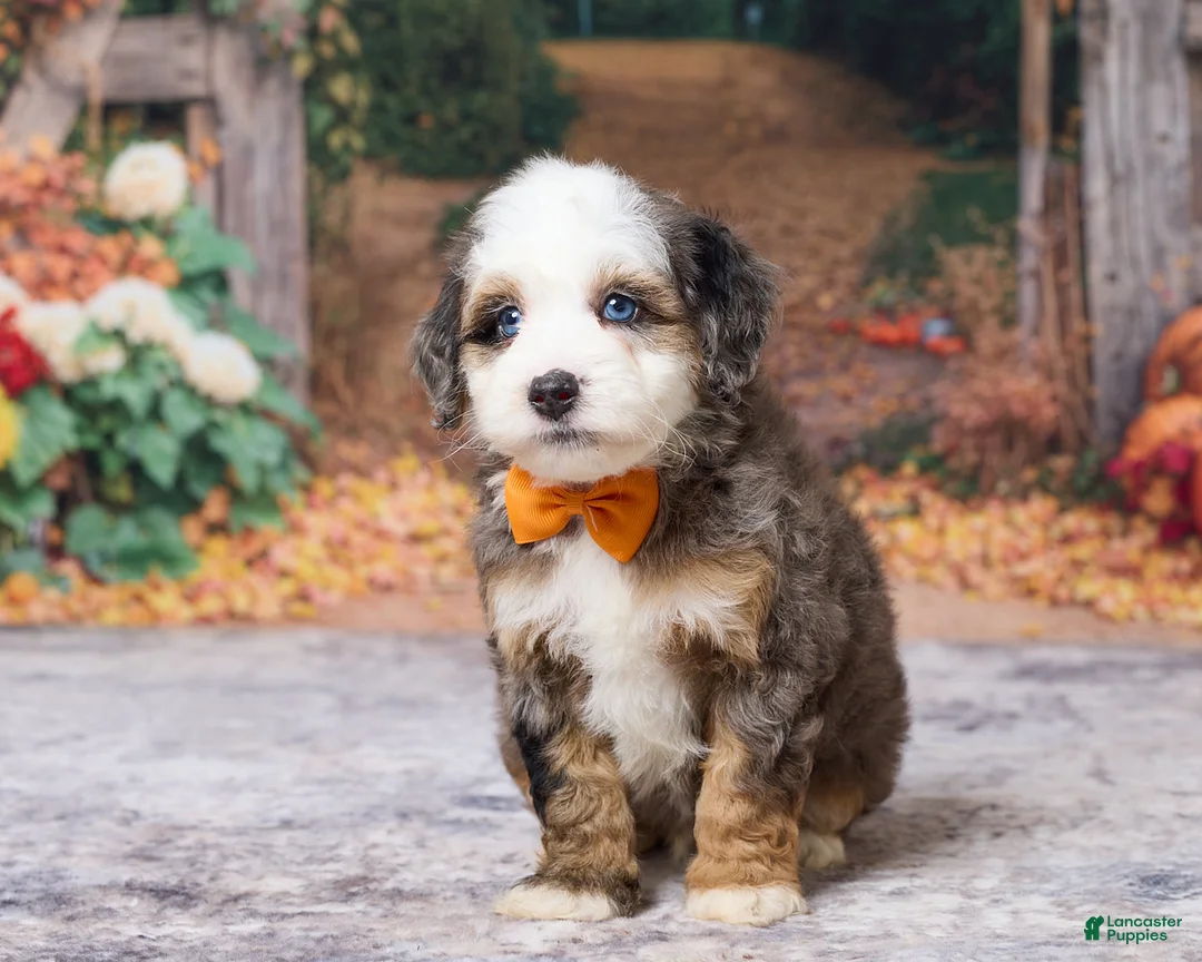 Bernedoodle dogs for sale: Kobe - Ad 2