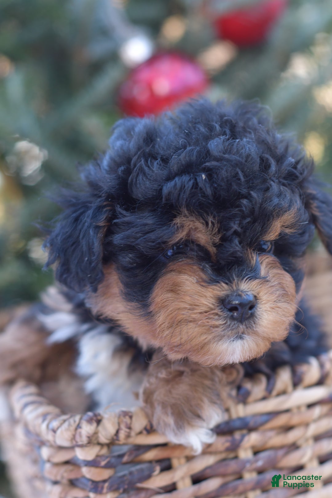 Mini Aussiedoodle dogs for sale: Bear - Ad 21