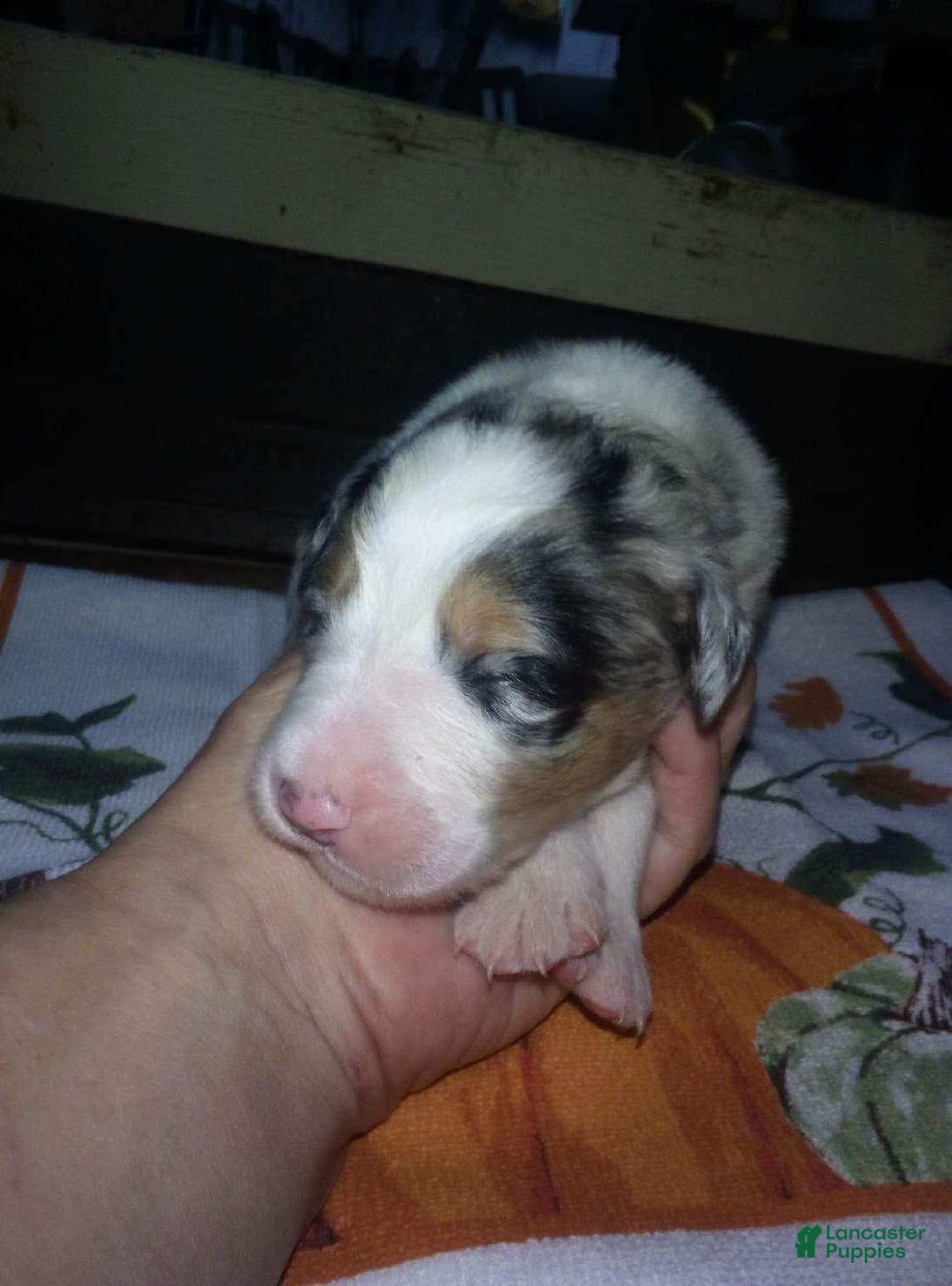 Australian Shepherd dogs maggie - Ad 21