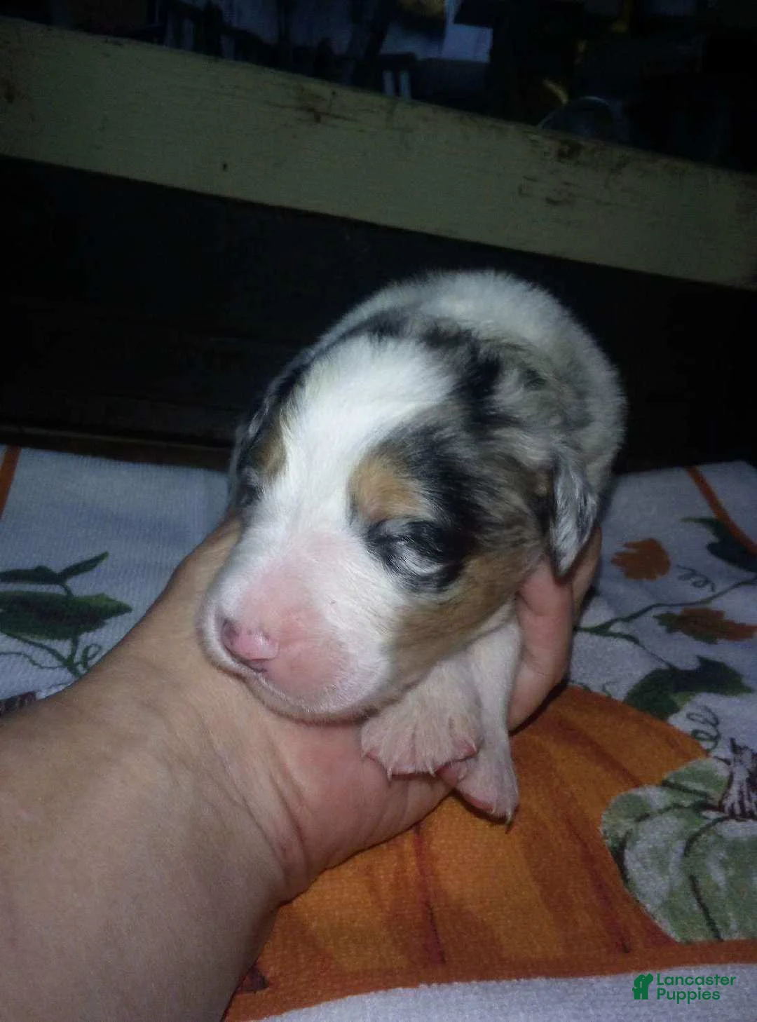 Australian Shepherd dogs for sale: maggie - Ad 1