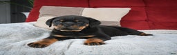 Rottweiler dogs for sale: Serena / Mocha – Santos Ad-Dirah - Ad 7