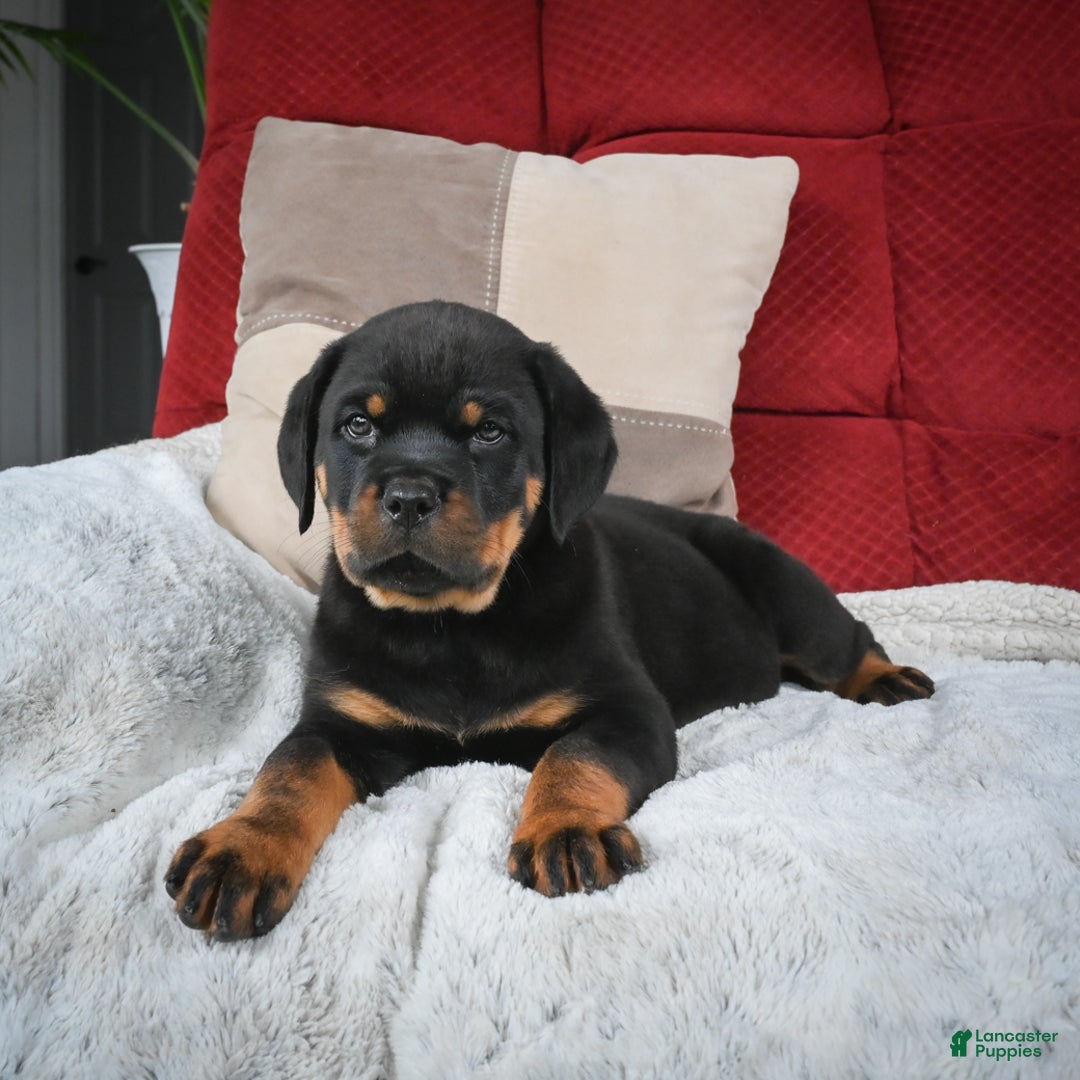Rottweiler dogs for sale: Serena / Mocha – Santos Ad-Dirah - Ad 7