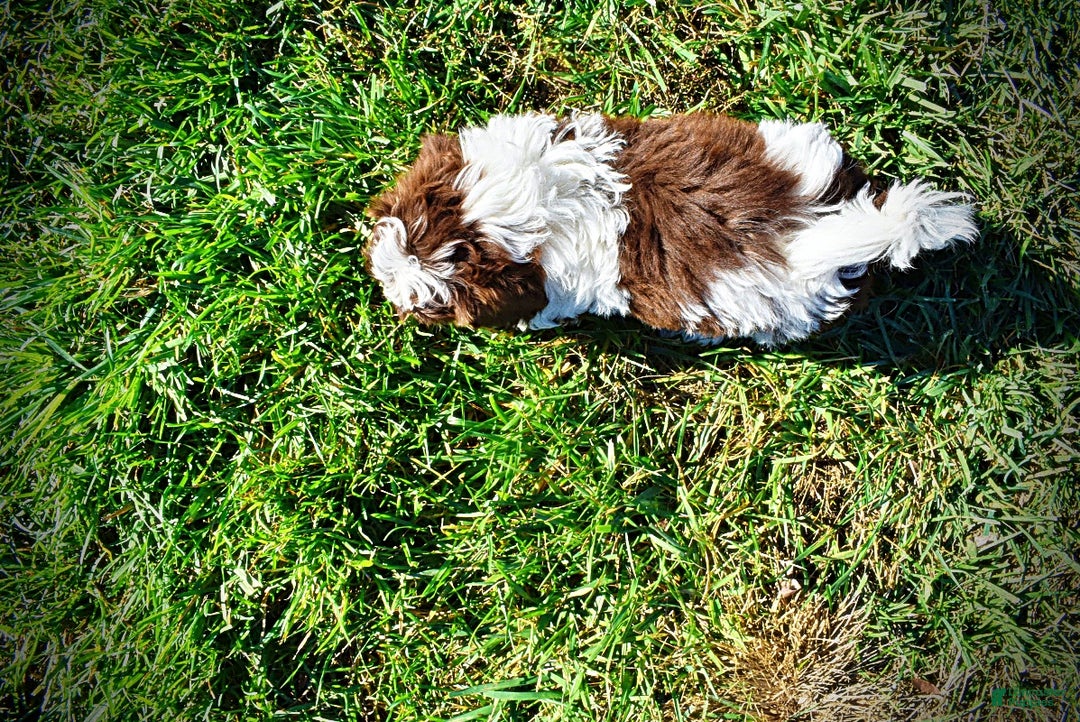 Havapoo dogs for sale: Rocky - Ad 8