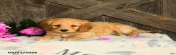 Mini Goldendoodle dogs for sale: Janet - Ad 3