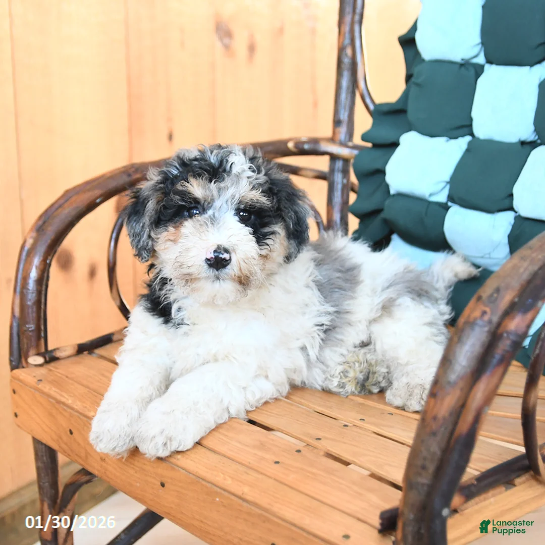 Mini Bernedoodle dogs for sale: Wesley - Ad 2