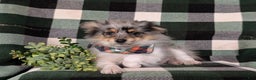 Pomeranian dogs for sale: Sanborn - Ad 5