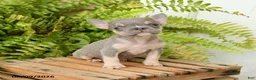 French Bulldog dogs for sale: Jesse - Ad 2