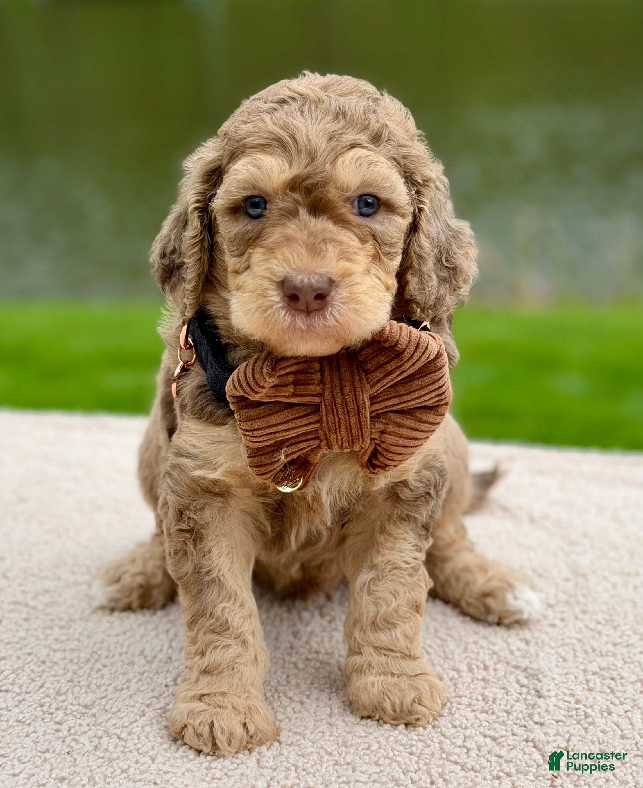 Goldendoodle dogs Oak  - Ad 1