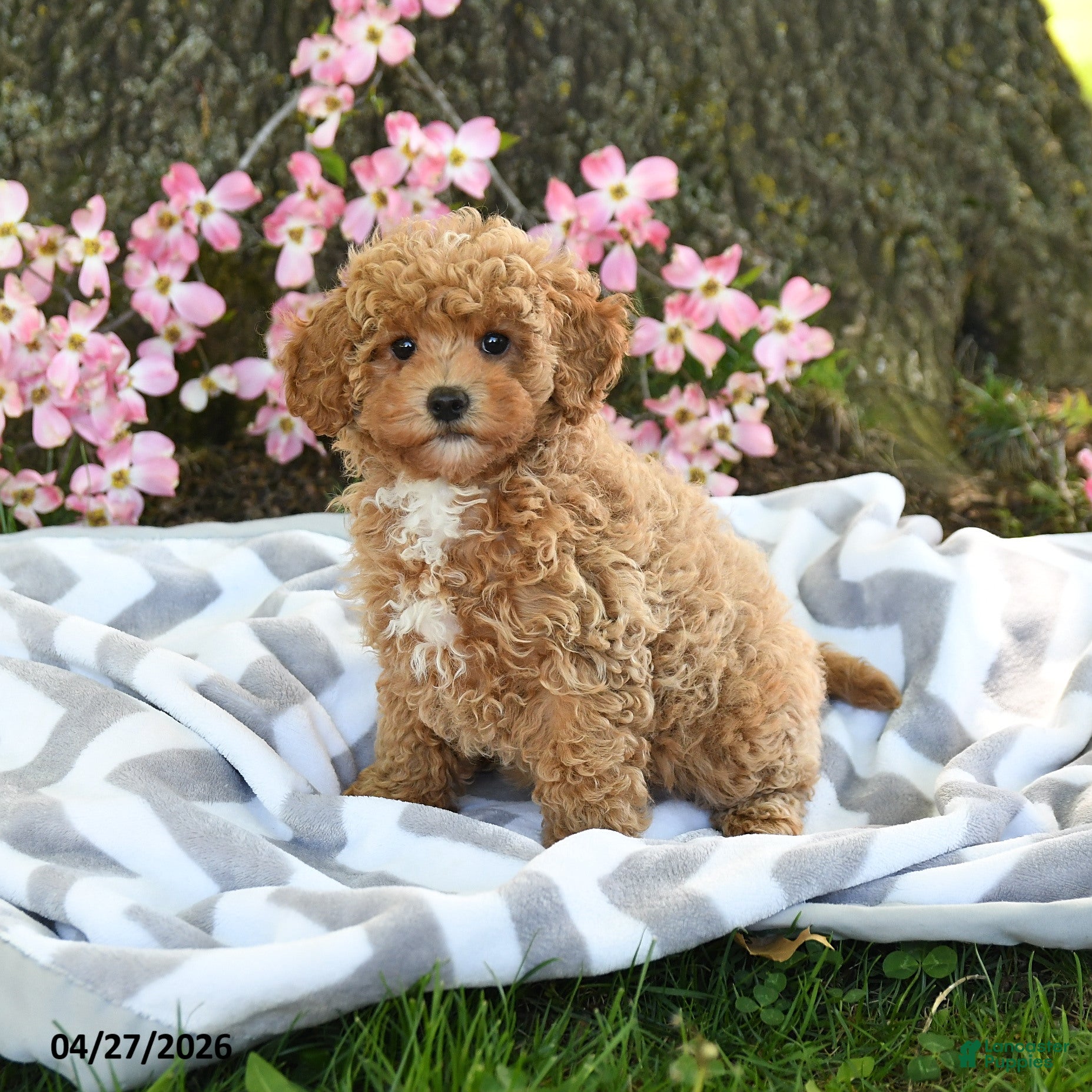 Maltipoo dogs Buttercup - Ad 1