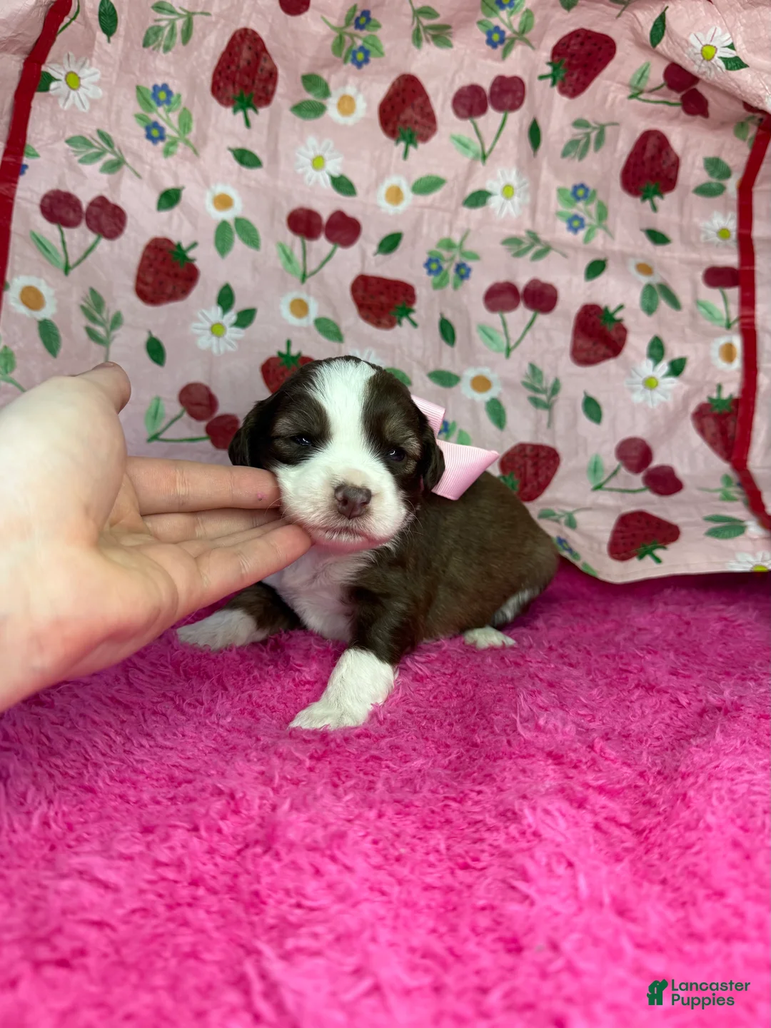 Mixed Breed dogs for sale: kisses - Ad 1