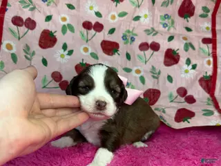 Mixed Breed dogs kisses - Ad 5