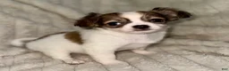 Chihuahua dogs for sale: Cookie - Ad 1