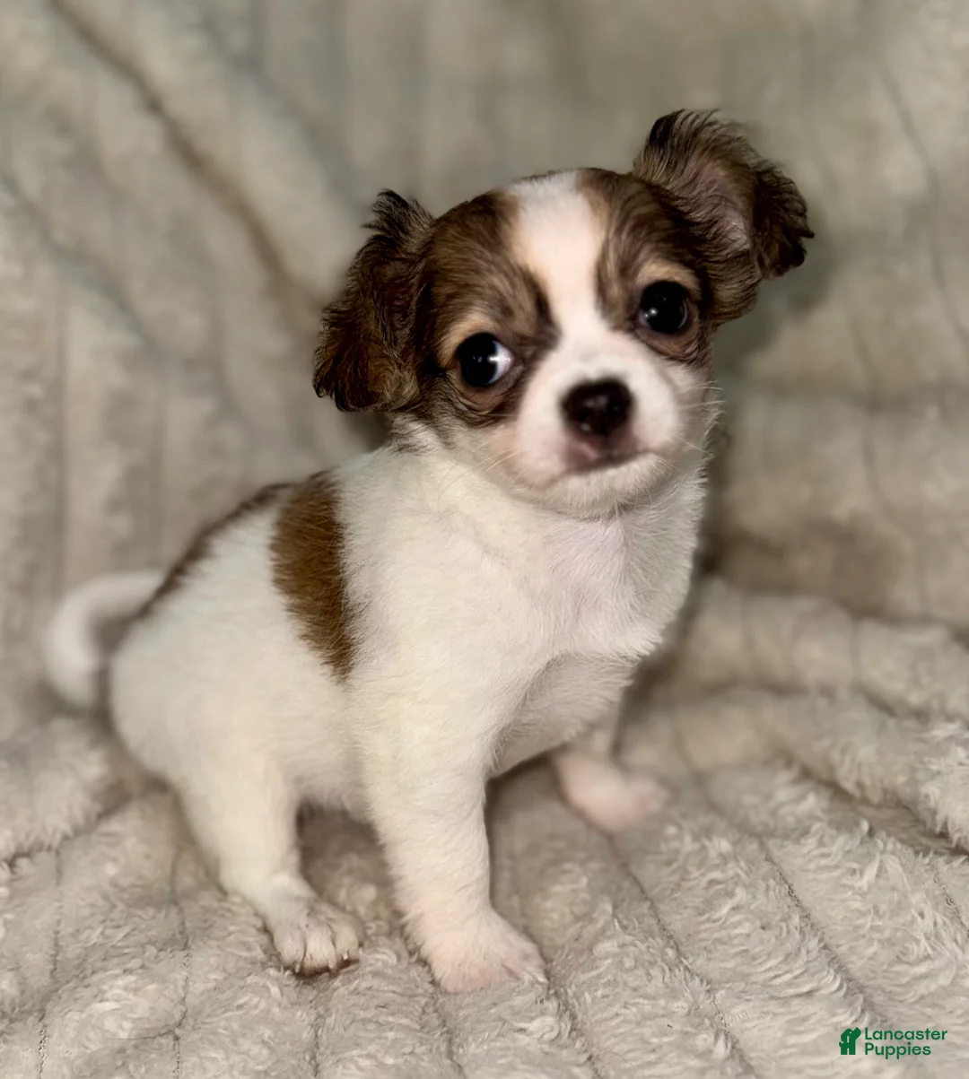 Chihuahua dogs for sale: Cookie - Ad 1