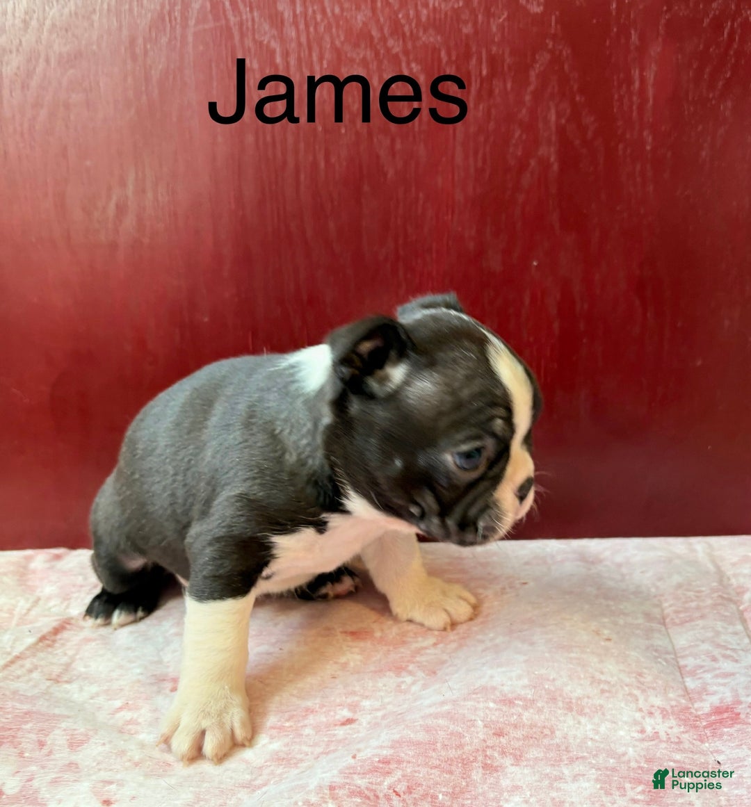 Boston Terrier dogs for sale: Boston Terrier Puppy 1 - Ad 3