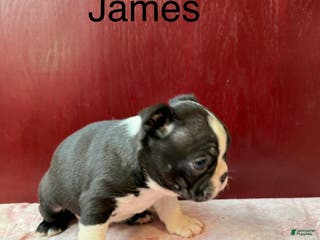 Boston Terrier dogs Boston Terrier Puppy 1 - Ad 6