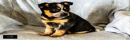 Australian Cattle Dog dogs for sale: Cassidy - Ad 3