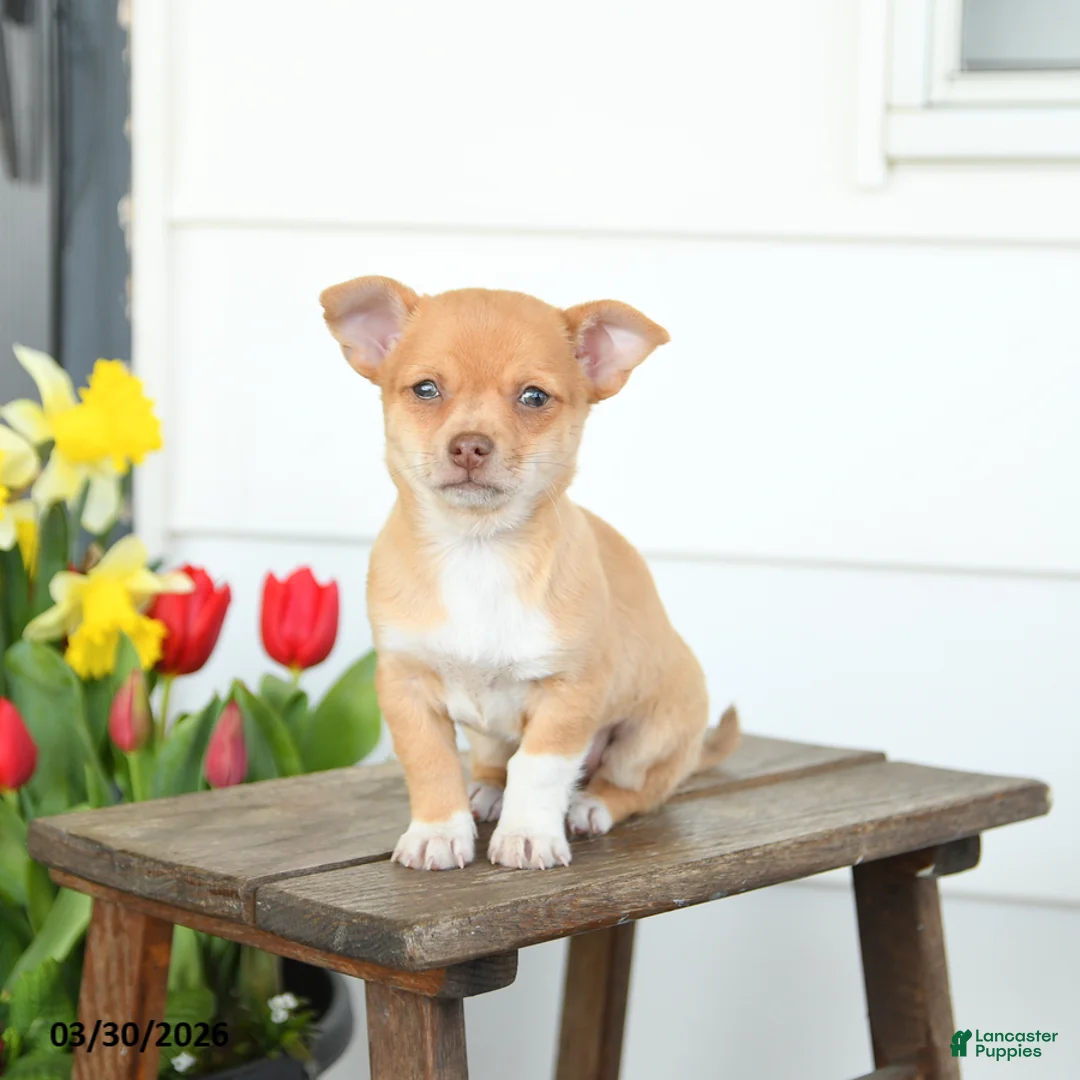 Chihuahua dogs for sale: Bella   - Ad 2