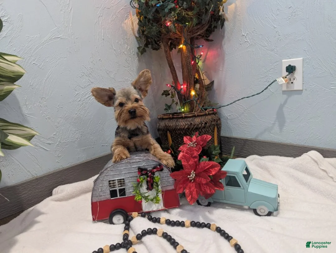 Yorkshire Terrier dogs for sale: Max - Ad 4
