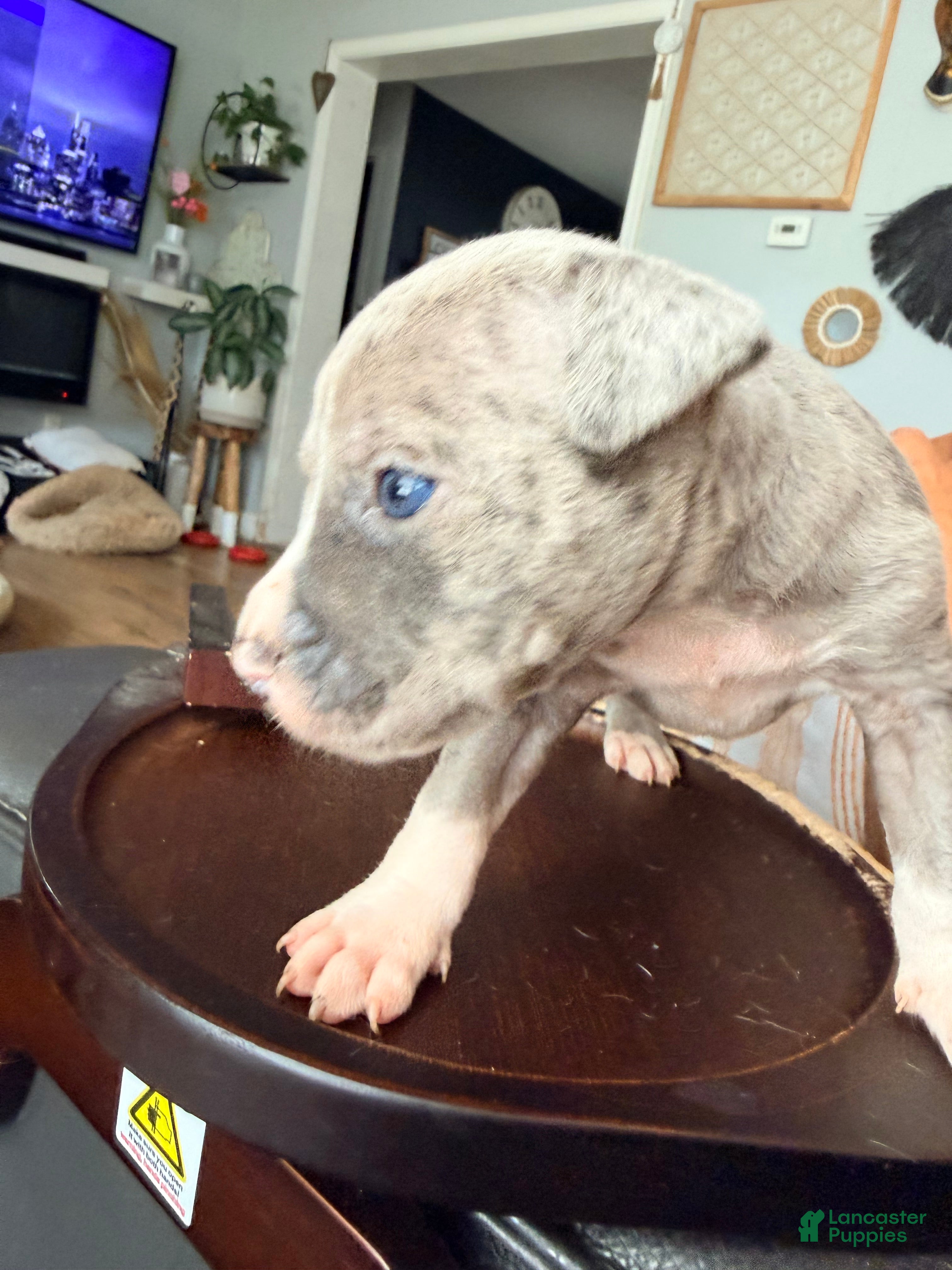 Mixed Breed dogs Benny - Ad 2
