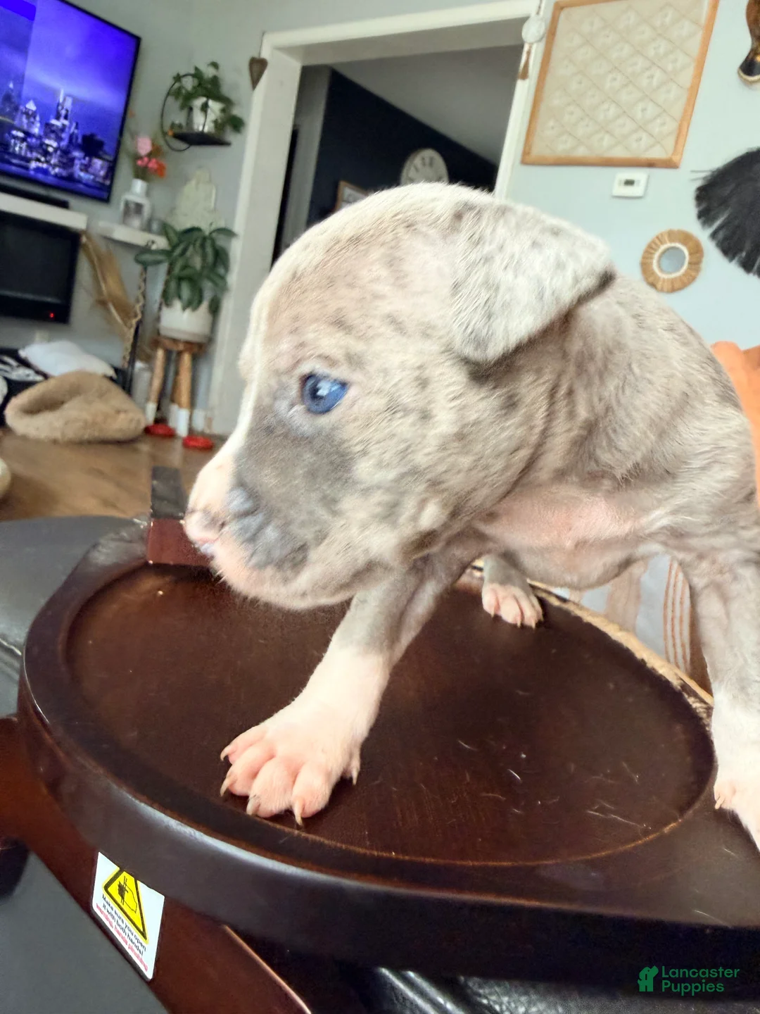 Mixed Breed dogs for sale: Benny - Ad 2