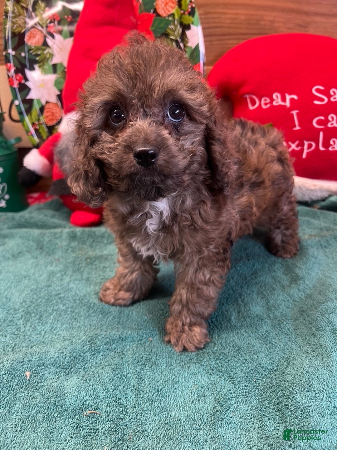 Cockapoo dogs for sale: Sparkle - Ad 2