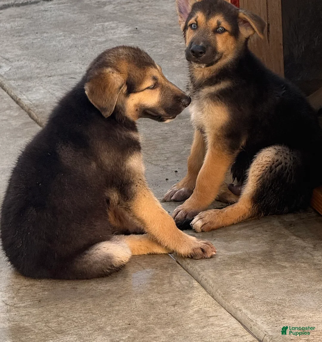 Gerberian Shepsky dogs for sale: Spike  - Ad 1