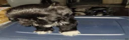 Shih Tzu dogs for sale: Crypto  - Ad 11