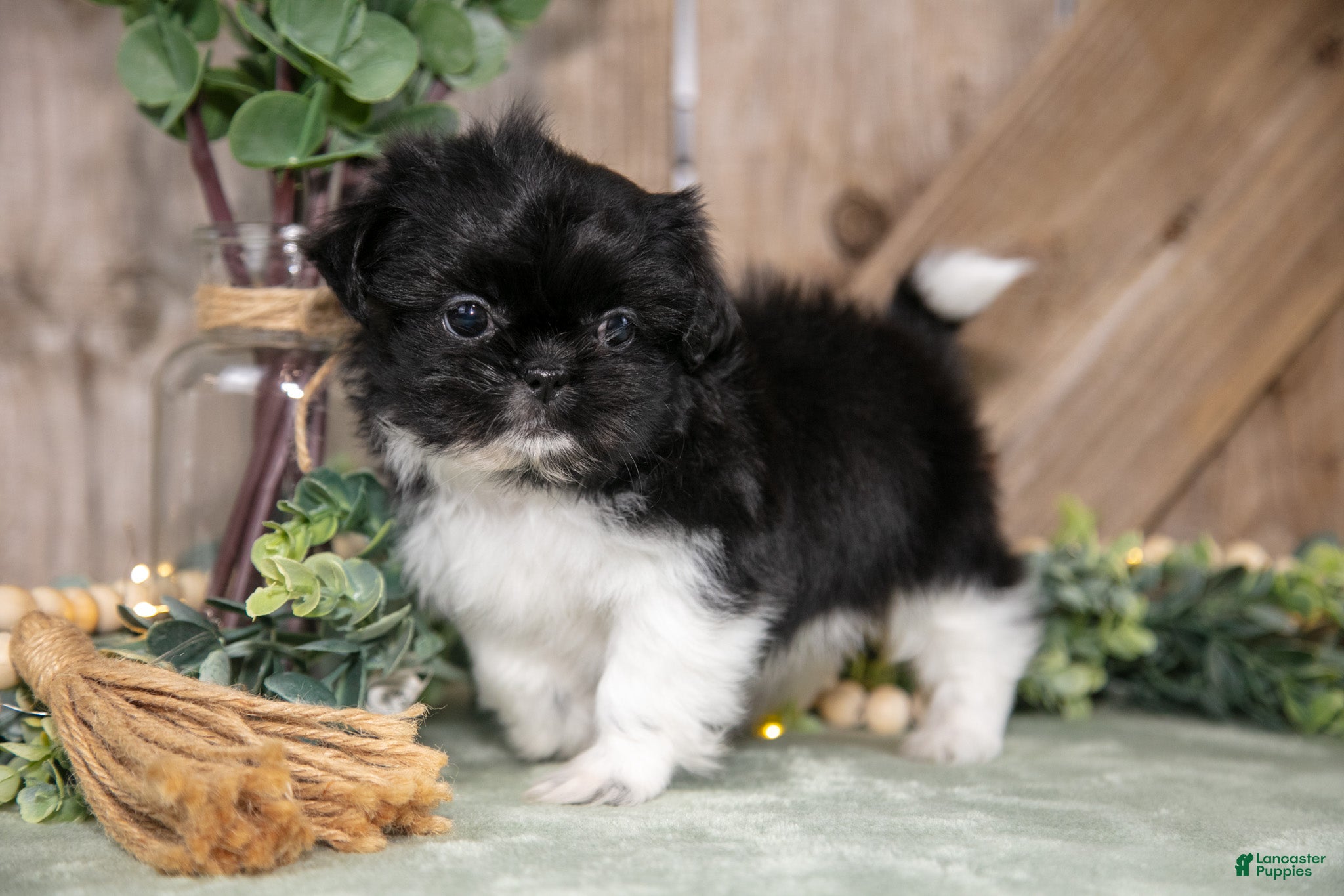 Shih Tzu dogs Bridget - Ad 1