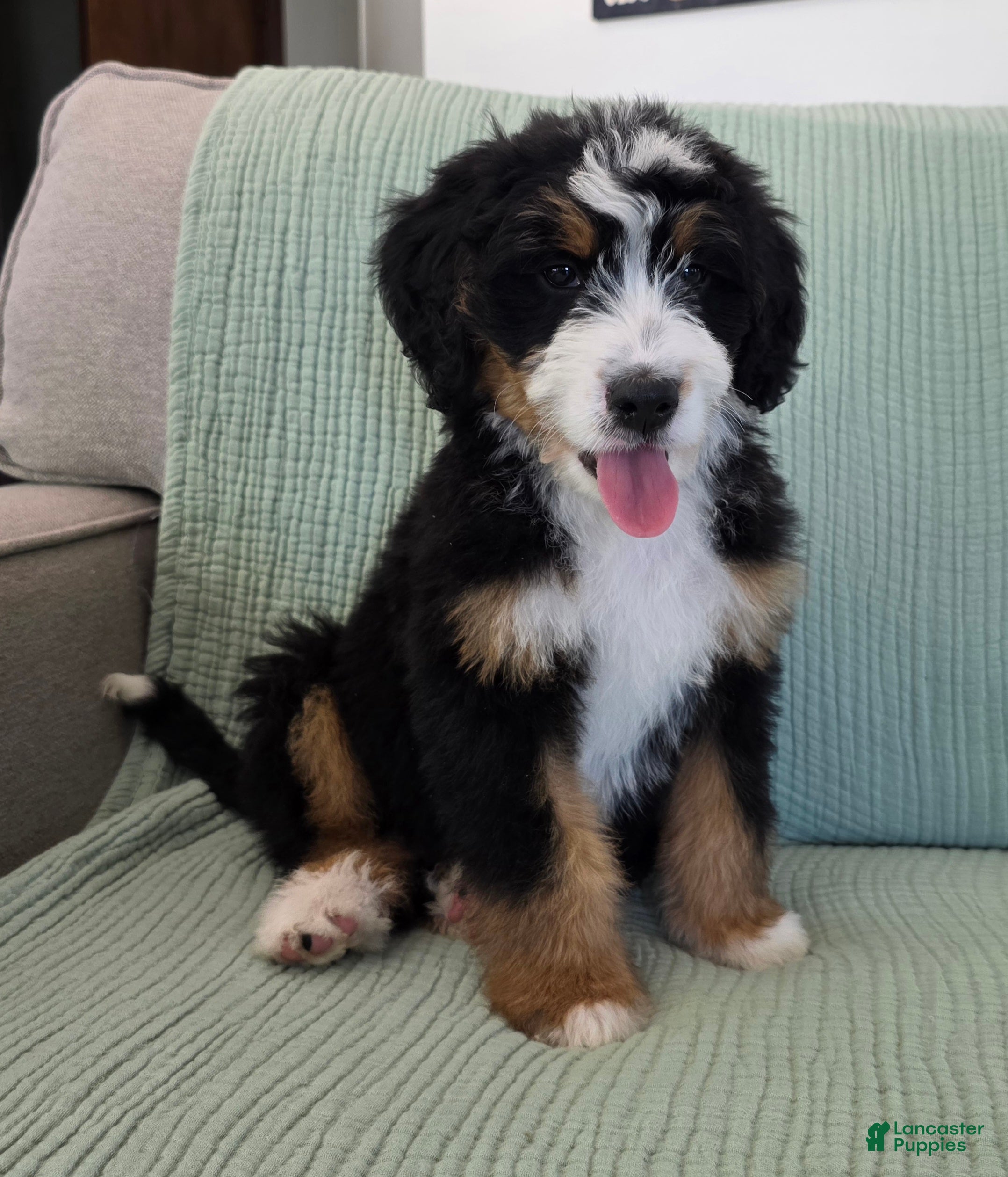 Bernedoodle dogs Parker - Ad 1