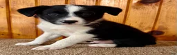 Border Collie dogs for sale: Nick  - Ad 4