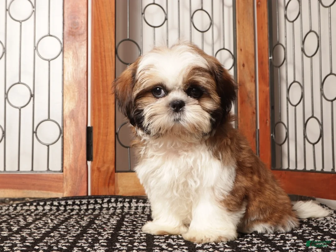 Shih Tzu dogs for sale: Luke - Awesome Tri Colored Shihtzu  - Ad 1