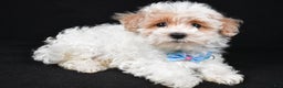 Maltipoo dogs for sale: Teddy - Ad 2