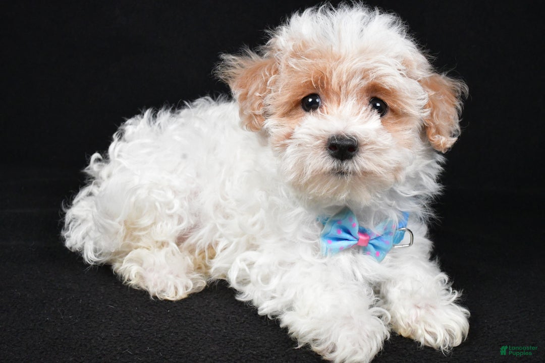 Maltipoo dogs for sale: Teddy - Ad 2