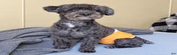 Cavapoochon dogs for sale: Cavapoochon 1 - Ad 4