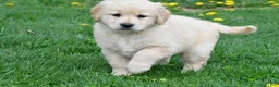 Golden Retriever dogs for sale: Cassandra - Ad 5