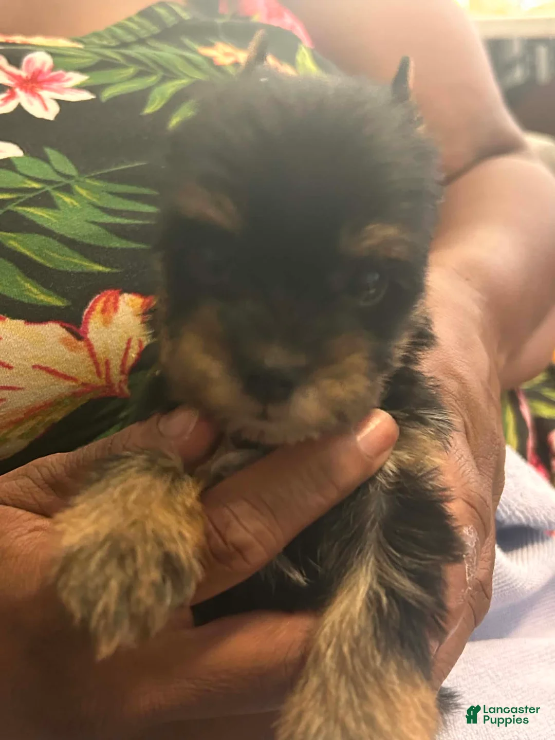 Yorkshire Terrier dogs for sale: Yorkshire Terrier 3 - Ad 1