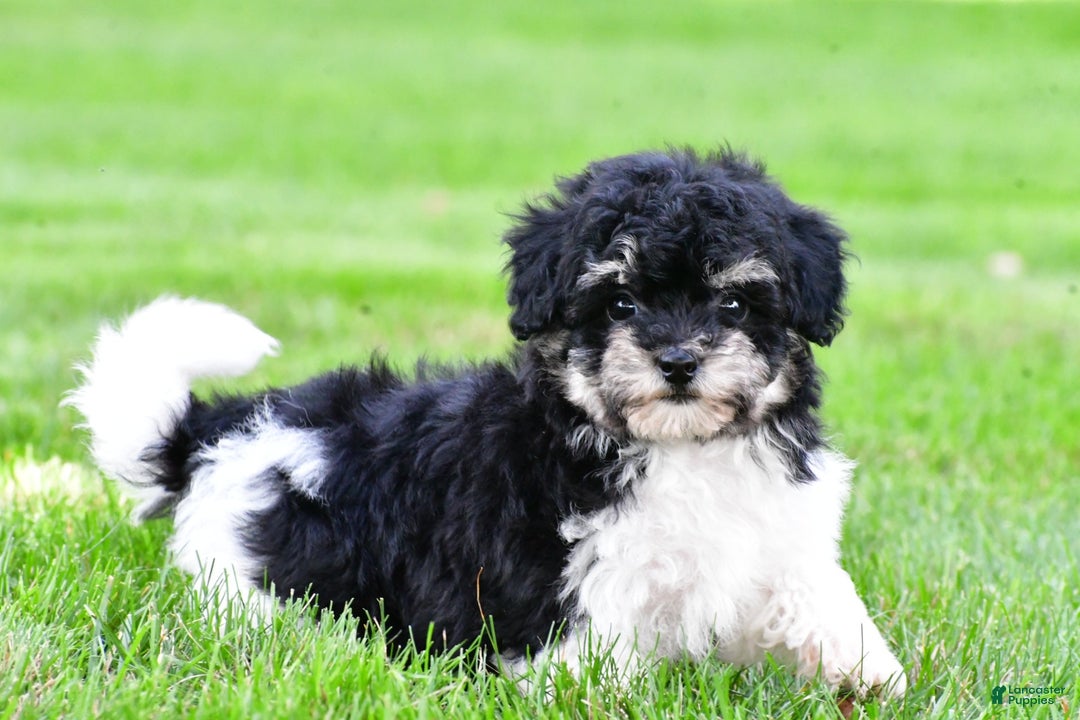 Bichpoo dogs for sale: knox - Ad 8