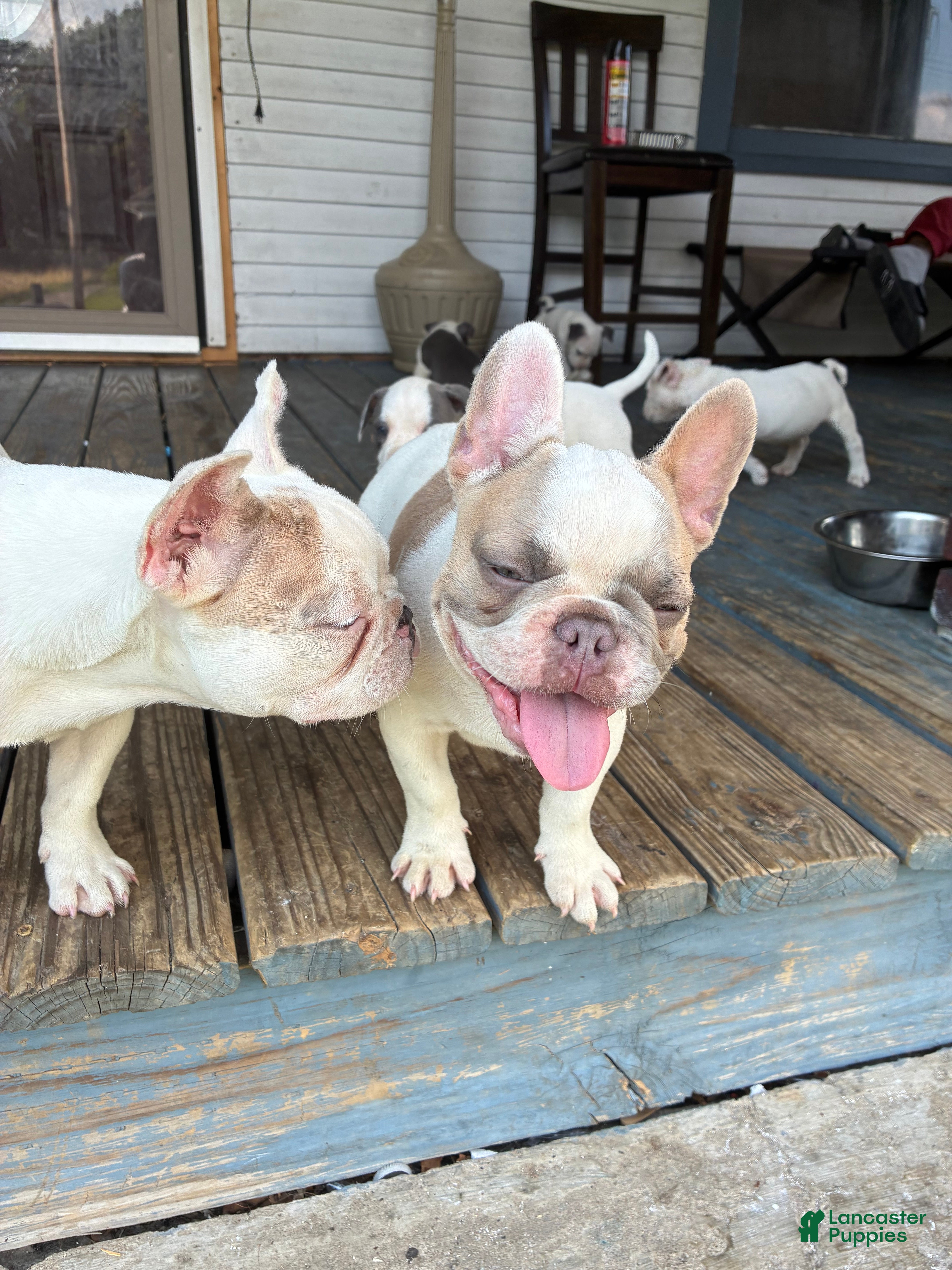 French Bulldog dogs Glacier  - Ad 37