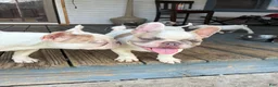 French Bulldog dogs for sale: Glacier  - Ad 1