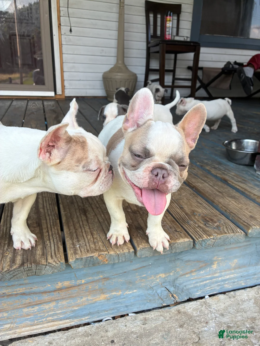 French Bulldog dogs for sale: Glacier  - Ad 1