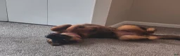 German Shepherd dogs for sale: Stella  - Ad 3