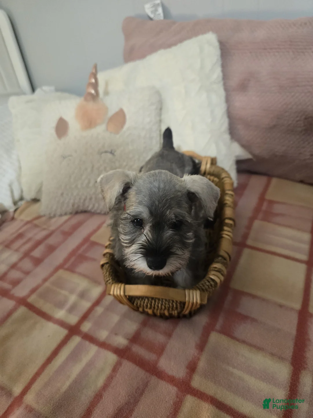 Mixed Breed dogs for sale: Mixed Breed Puppy 2 - Ad 5