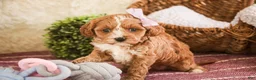 Cavapoo dogs for sale: Harper - Ad 3