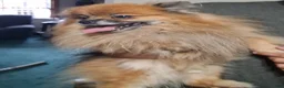 Pomeranian dogs for sale: Bear - Ad 4