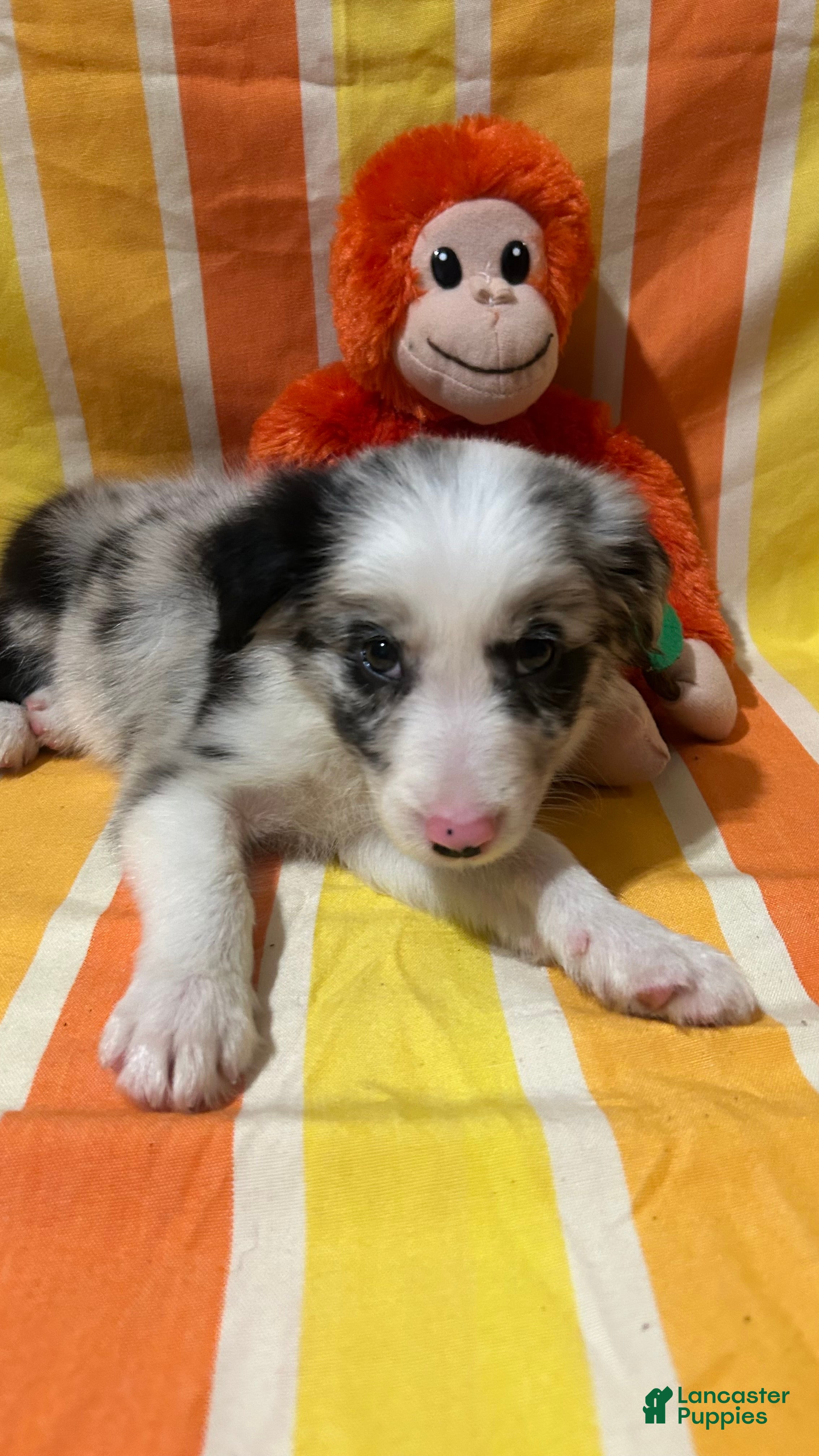 Border Collie dogs Bill Gaither - Ad 1