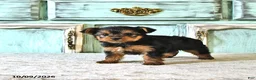 Yorkshire Terrier dogs for sale: Tilly - Ad 2