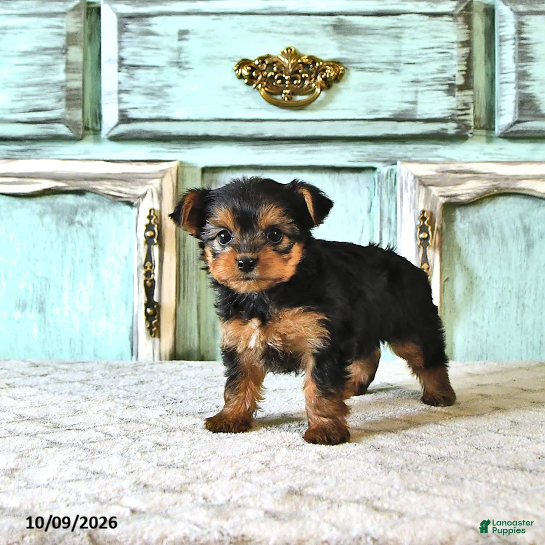 Yorkshire Terrier dogs for sale: Tilly - Ad 2